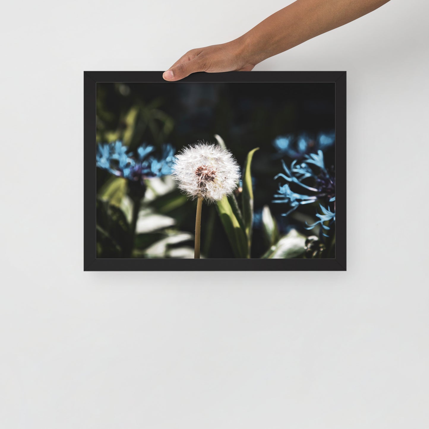 Gerahmtes Poster auf mattem Papier - Pusteblume - Das Lädchen von Fotograf Oberberg