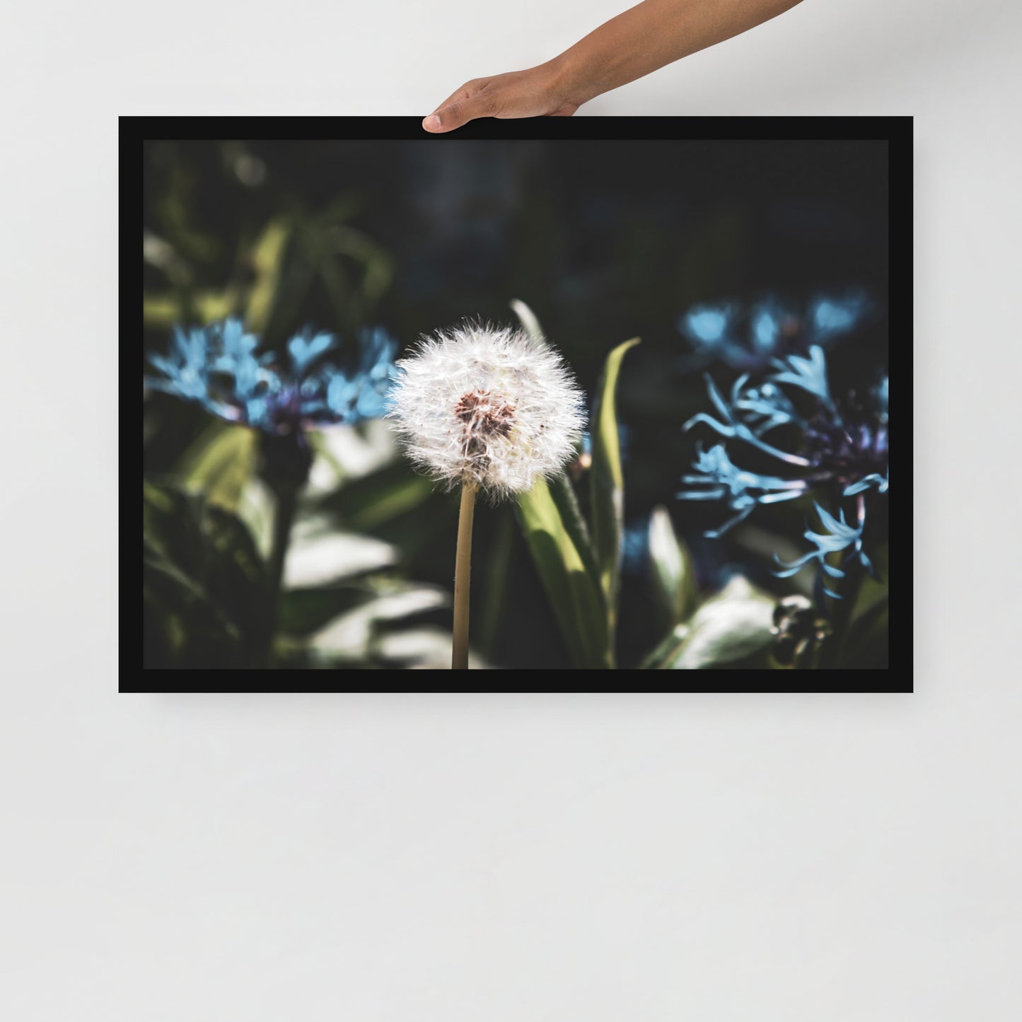 Gerahmtes Poster auf mattem Papier - Pusteblume - Das Lädchen von Fotograf Oberberg