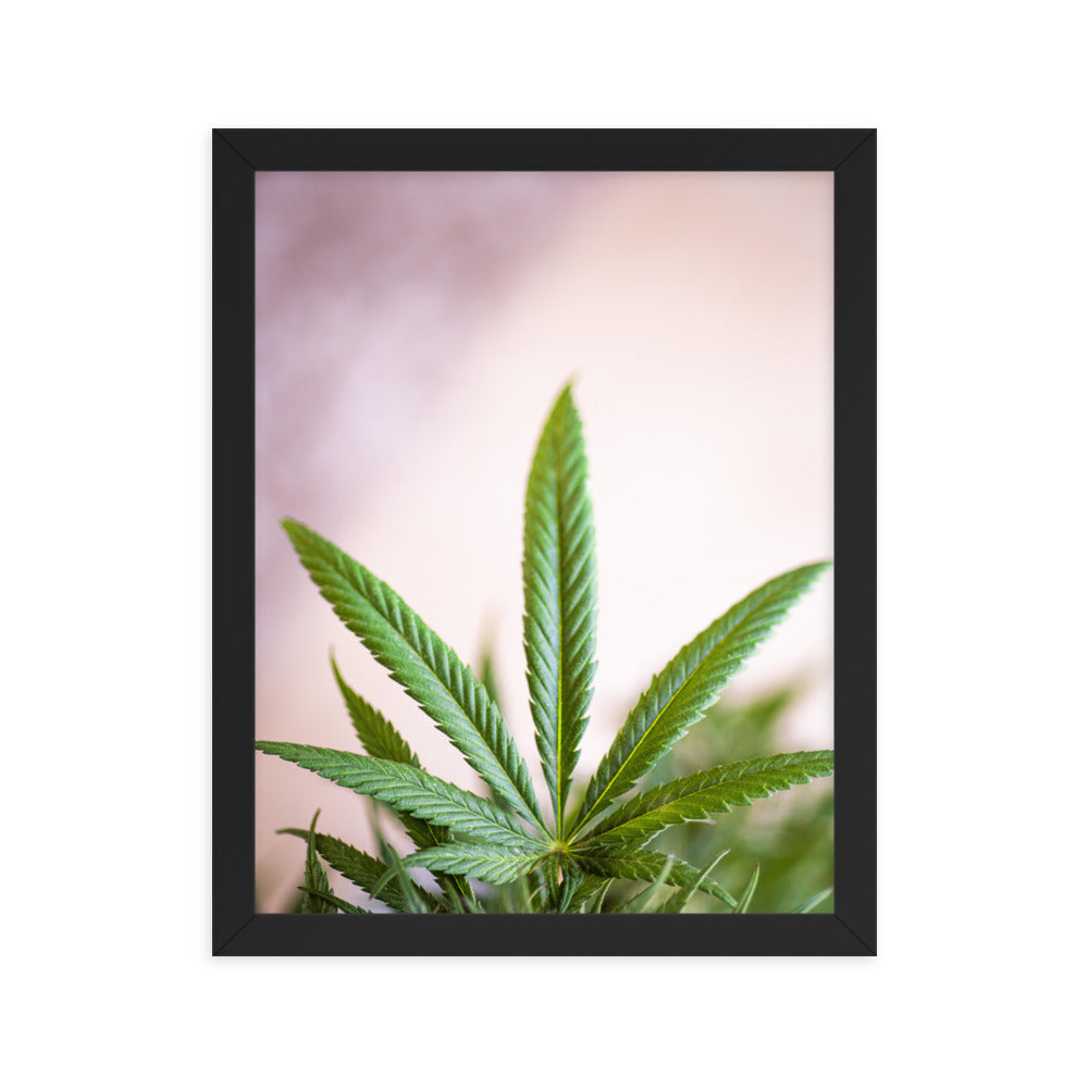 Gerahmtes Poster - Weedblatt - Das Lädchen von Fotograf Oberberg