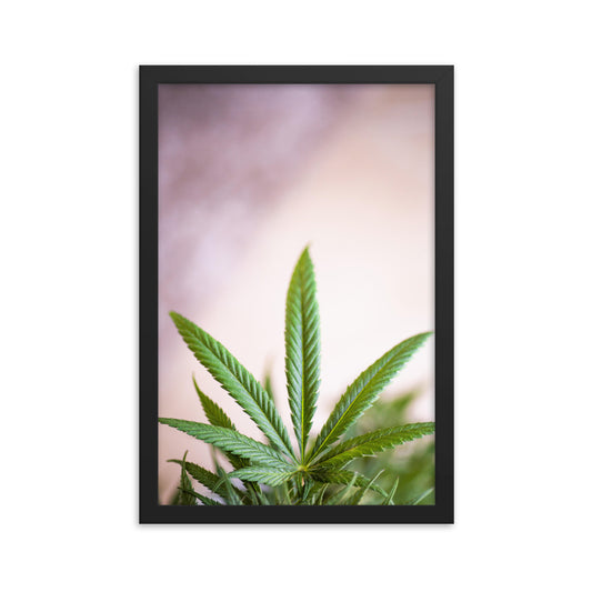 Gerahmtes Poster - Weedblatt - Das Lädchen von Fotograf Oberberg