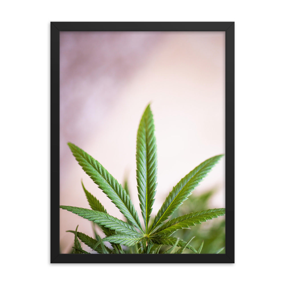 Gerahmtes Poster - Weedblatt - Das Lädchen von Fotograf Oberberg