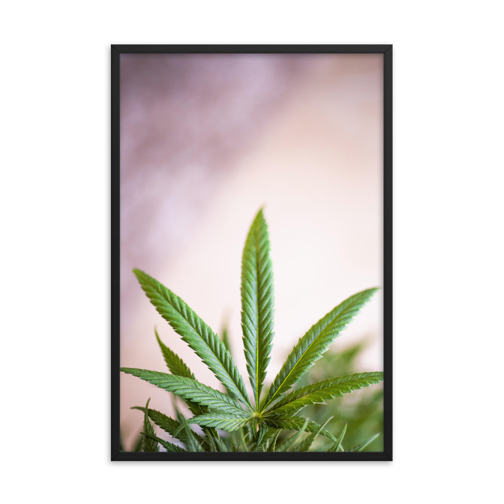 Gerahmtes Poster - Weedblatt - Das Lädchen von Fotograf Oberberg