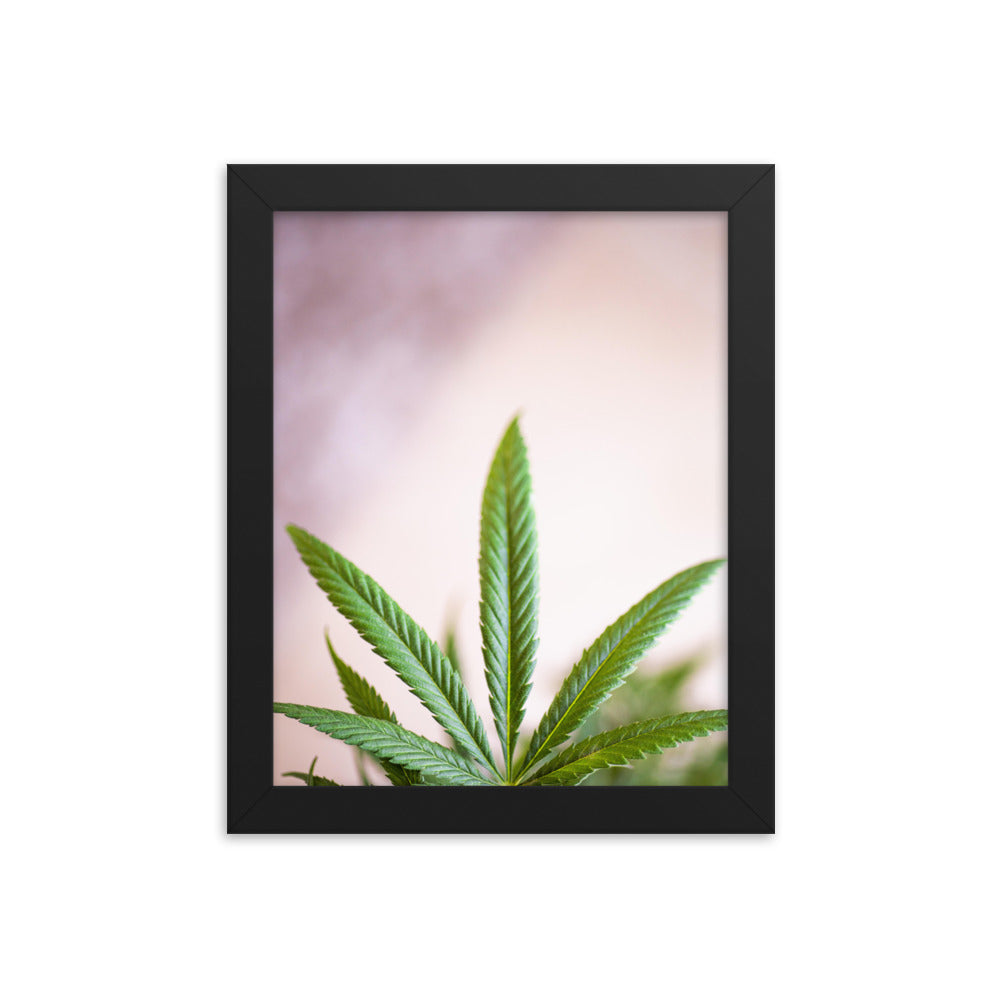 Gerahmtes Poster - Weedblatt - Das Lädchen von Fotograf Oberberg