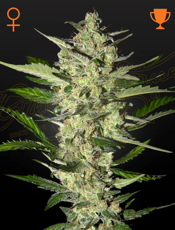 Green House Seed - FLOWERBOMB KUSH - Feminisiert - Oberbergs Fundgrube