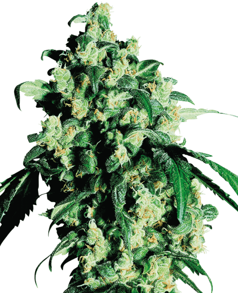 SS Sweet Cherry Kush Feminisiert (3 Stk.) - Oberbergs Fundgrube